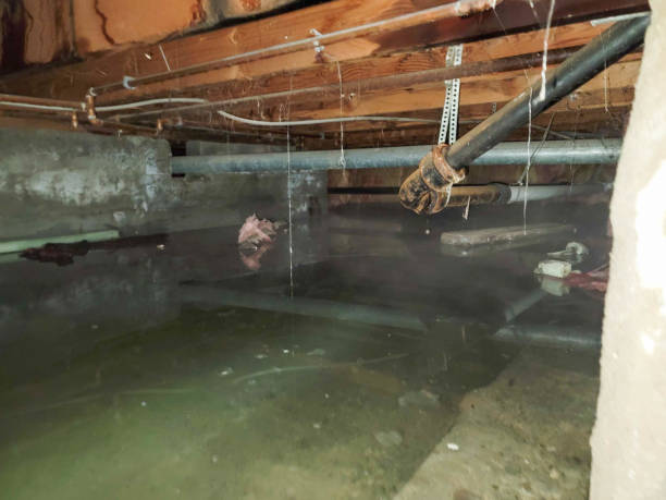 Best Water damage contractors near me  in Jamestown, NY